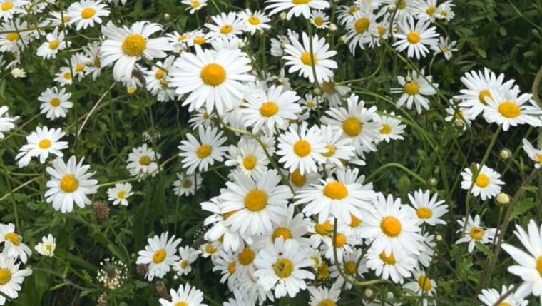 Large, wild daisies growing in a patch together. They remind the author of peace and this is what the blog post is about