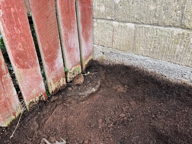 Bindweed roots coming from the neighbour's garden