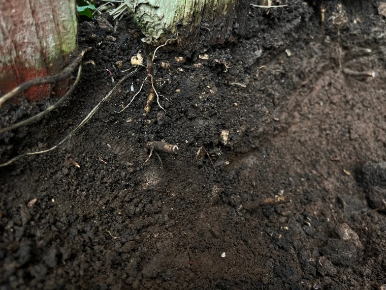 Bindweed roots coming from the neighbour's garden