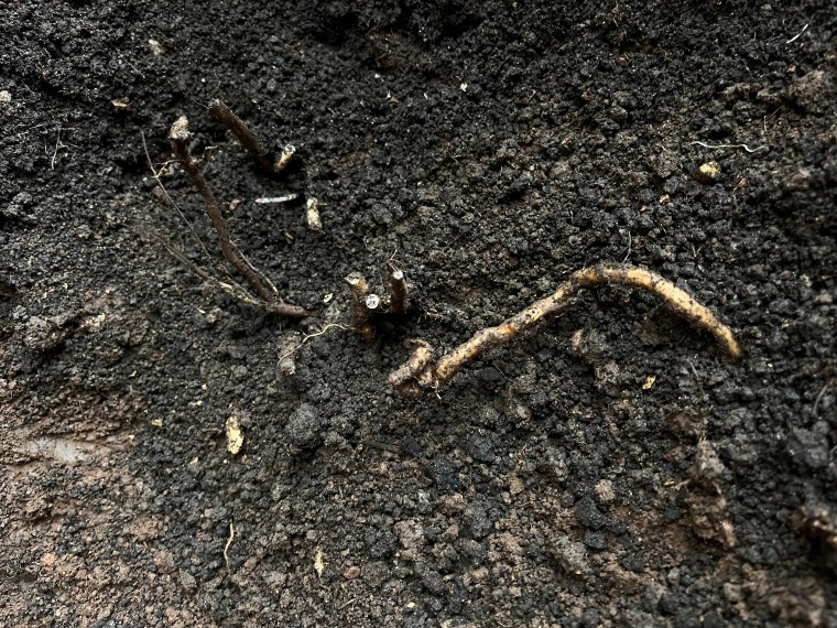 Bindweed roots in the soil